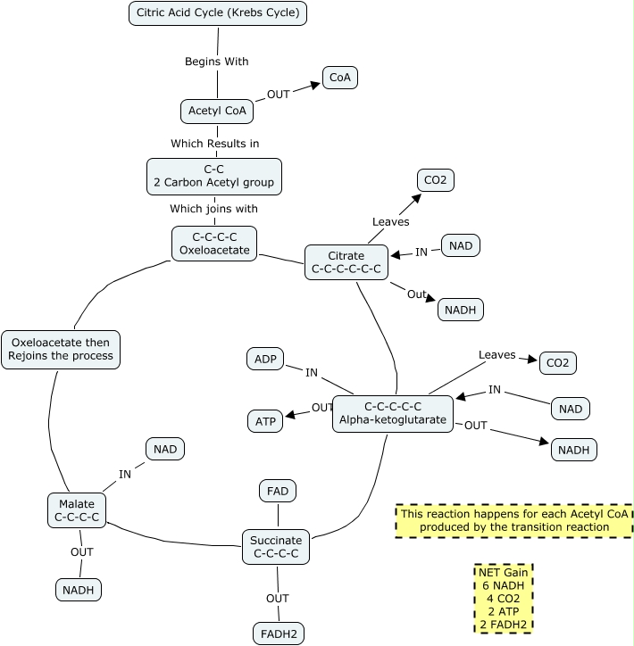 Citric Acid Cycle (Krebs Cycle) Explain the Citric Acid Cycle